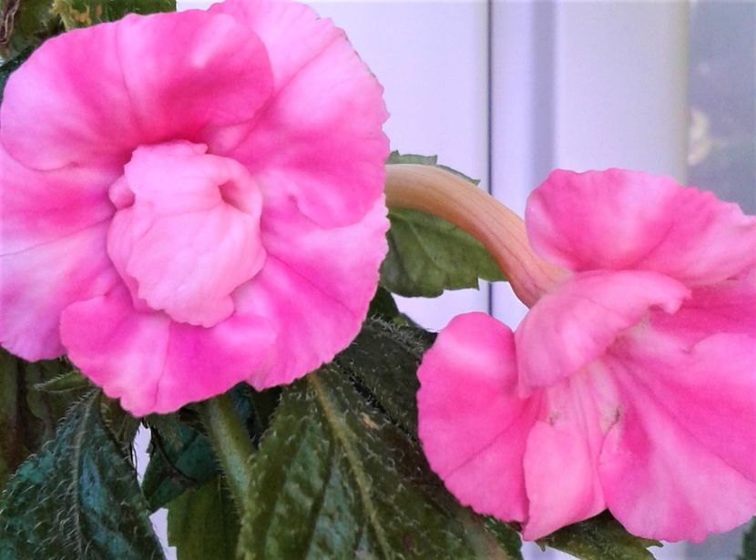  - 000018 ACHIMENES
