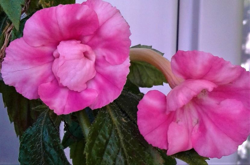  - 000018 ACHIMENES