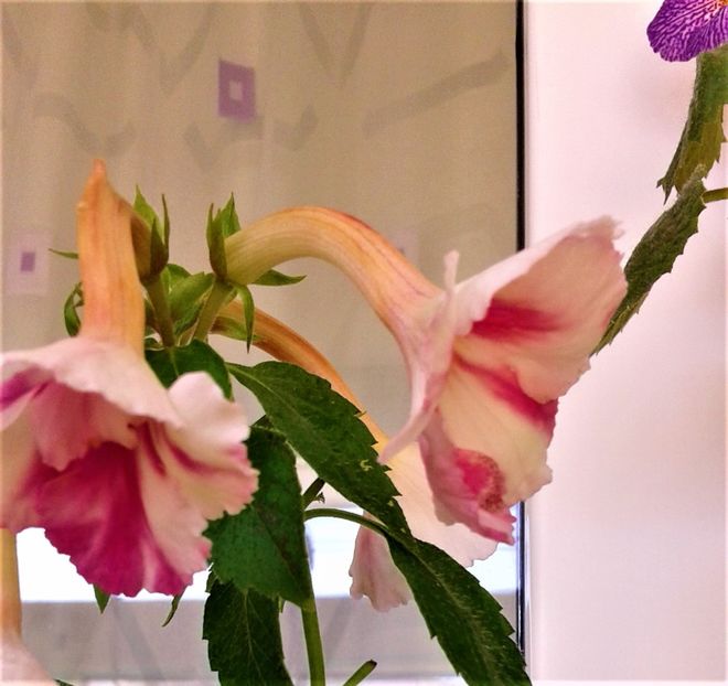  - 000018 ACHIMENES