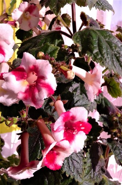 - 000018 ACHIMENES