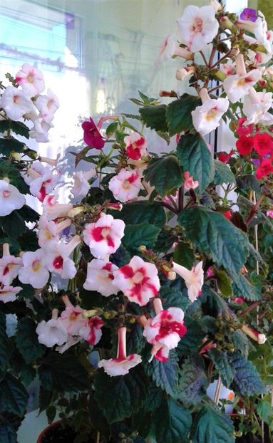  - 000018 ACHIMENES