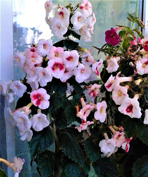  - 000018 ACHIMENES