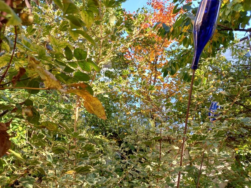  - Grădina 2022 continuare 4