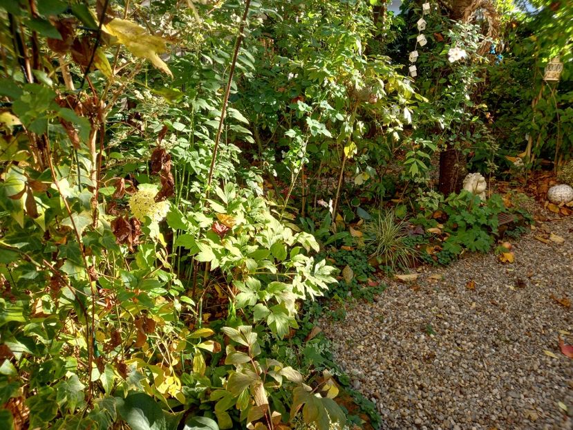  - Grădina 2022 continuare 4