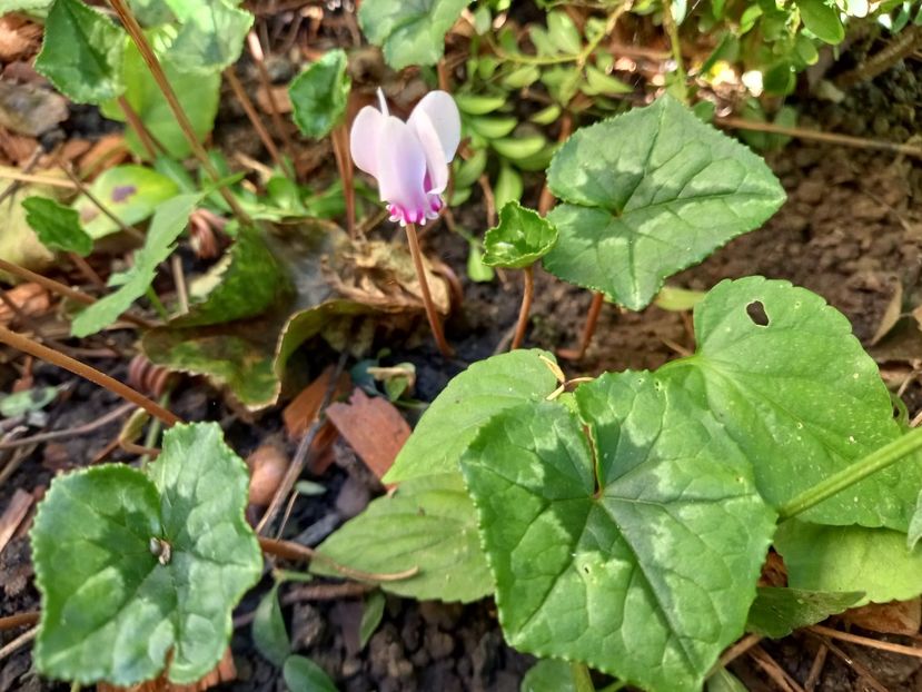  - Grădina 2022 continuare 4