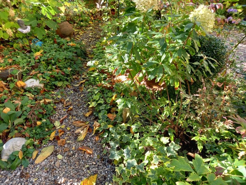  - Grădina 2022 continuare 4