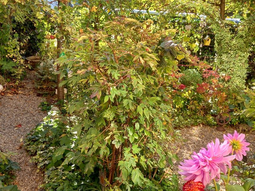  - Grădina 2022 continuare 4