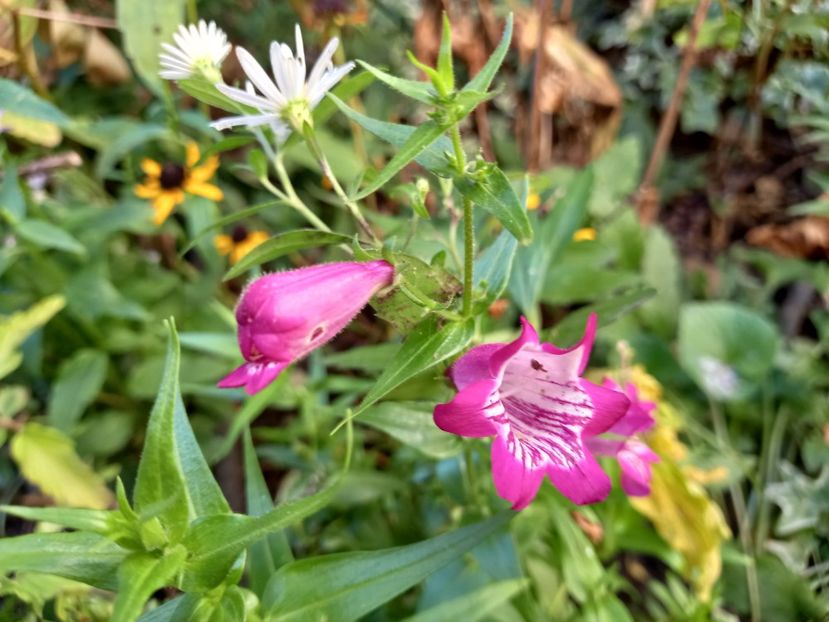  - Grădina 2022 continuare 4