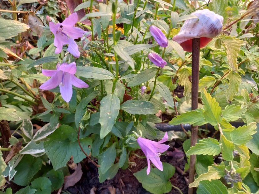  - Grădina 2022 continuare 4