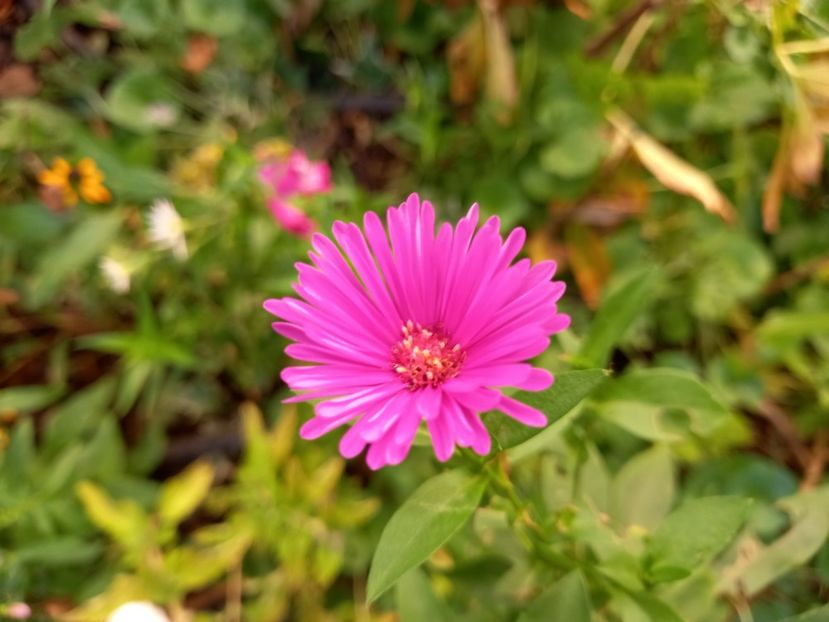  - Grădina 2022 continuare 4