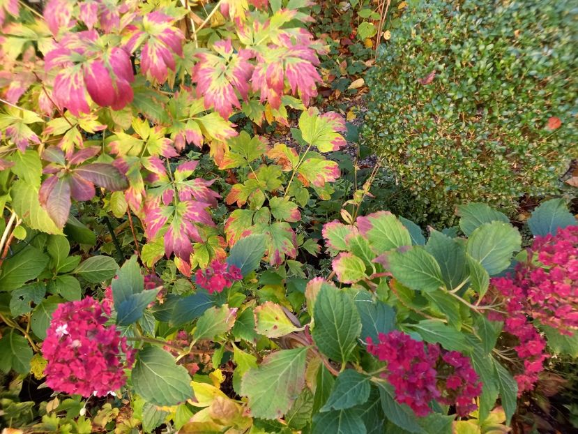  - Grădina 2022 continuare 4