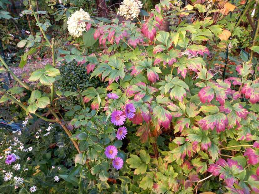  - Grădina 2022 continuare 4