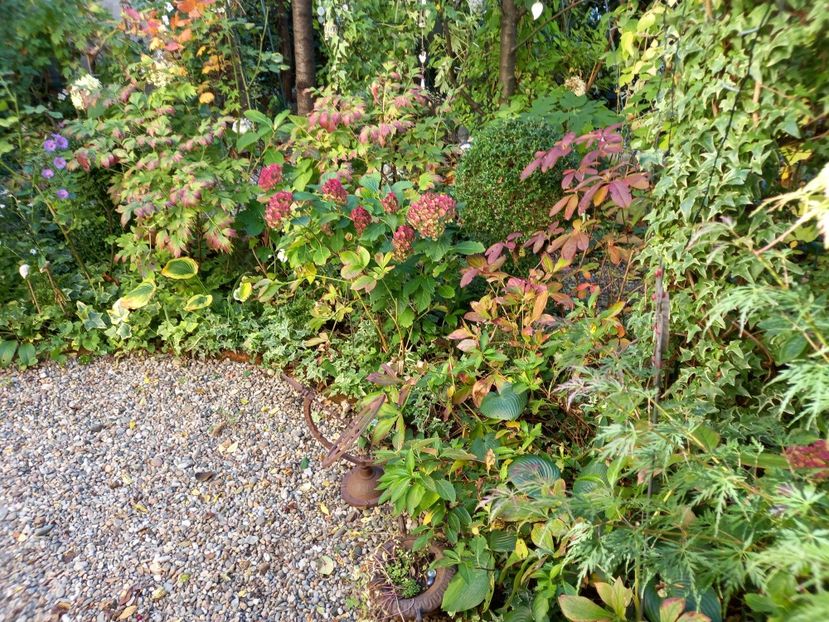  - Grădina 2022 continuare 4