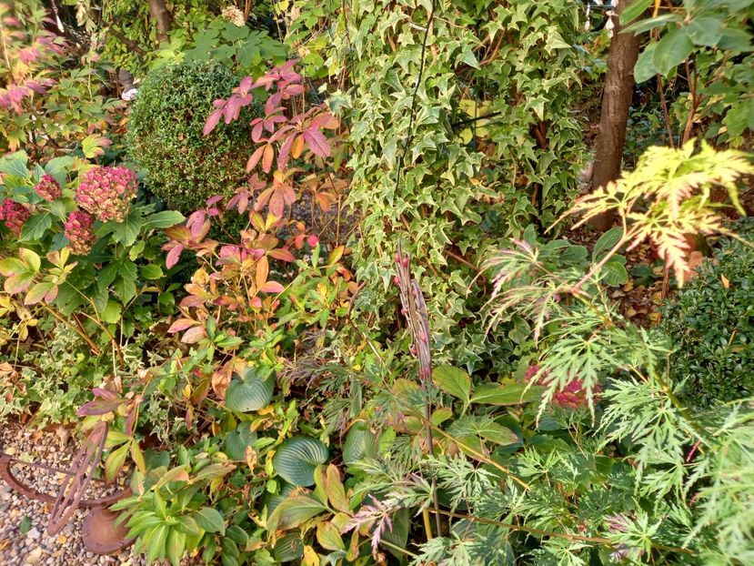  - Grădina 2022 continuare 4