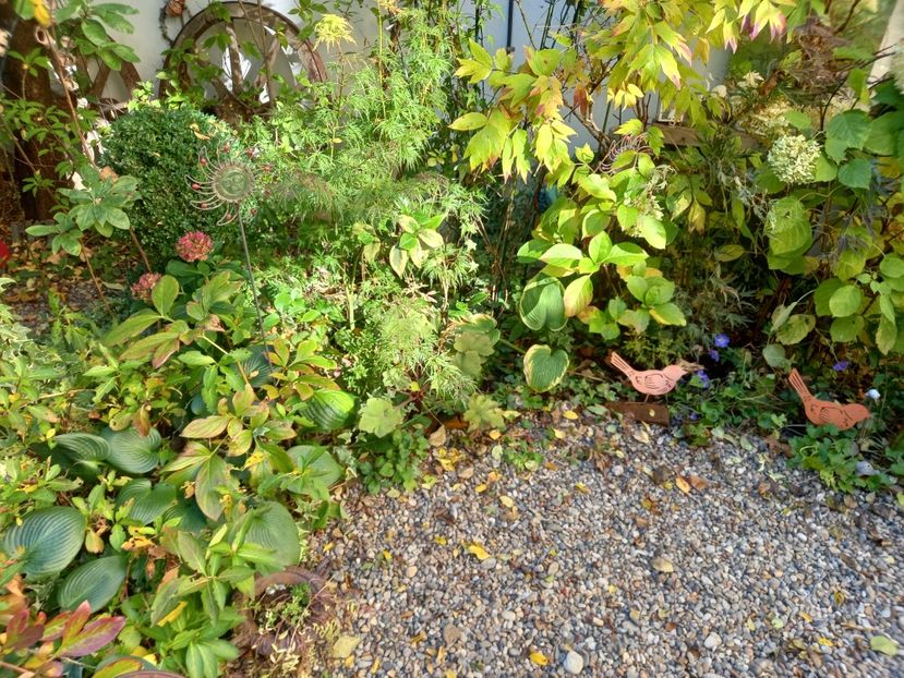  - Grădina 2022 continuare 4