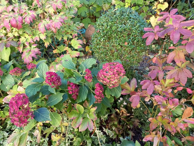  - Grădina 2022 continuare 4