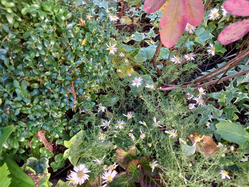  - Grădina 2022 continuare 4