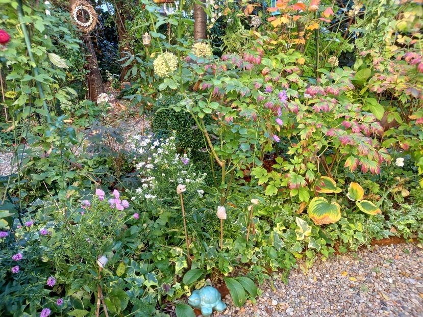  - Grădina 2022 continuare 4