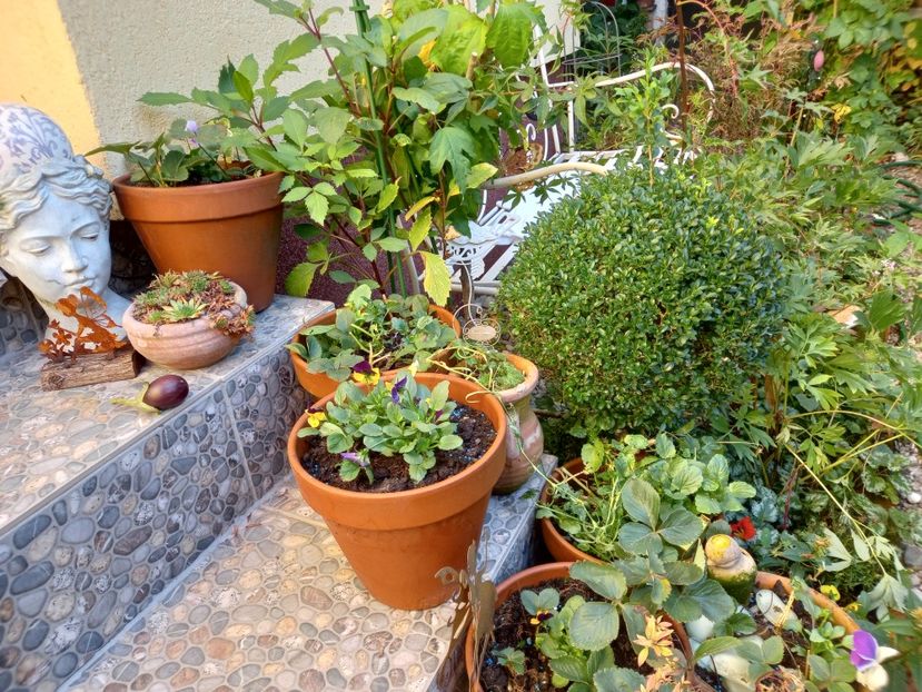  - Grădina 2022 continuare 4