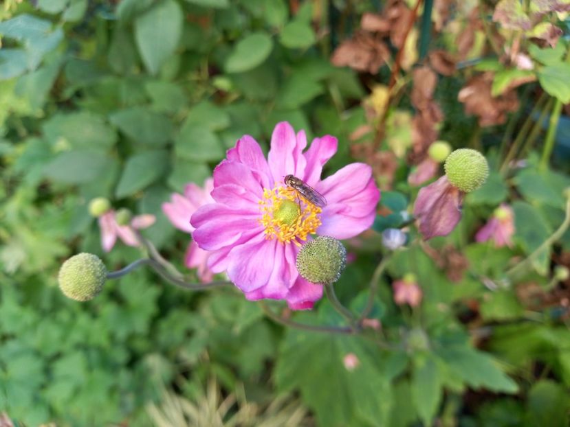  - Grădina 2022 continuare 4