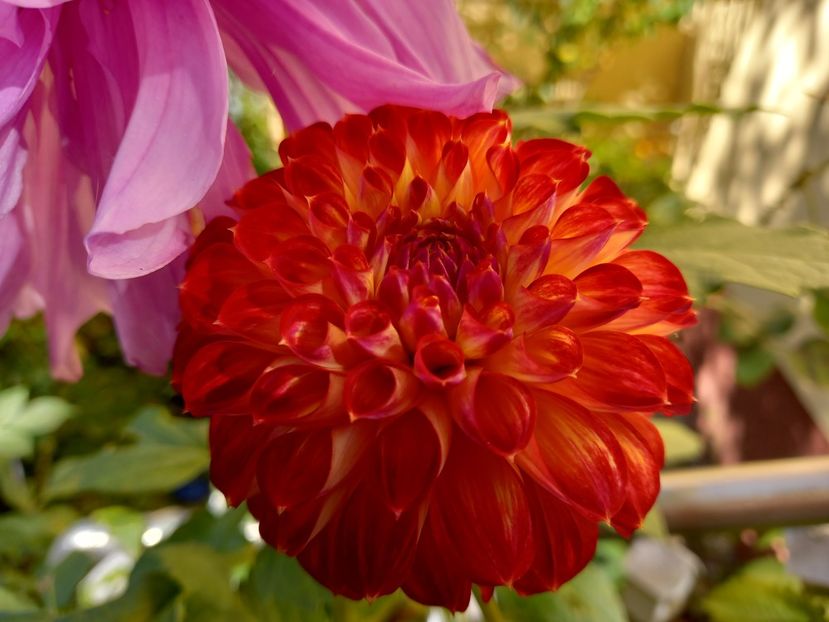  - Grădina 2022 continuare 4