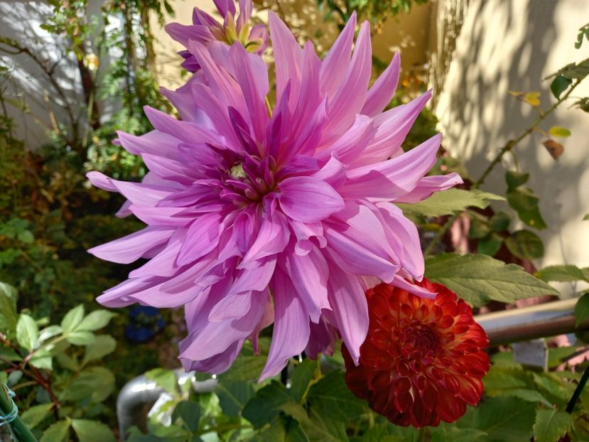  - Grădina 2022 continuare 4