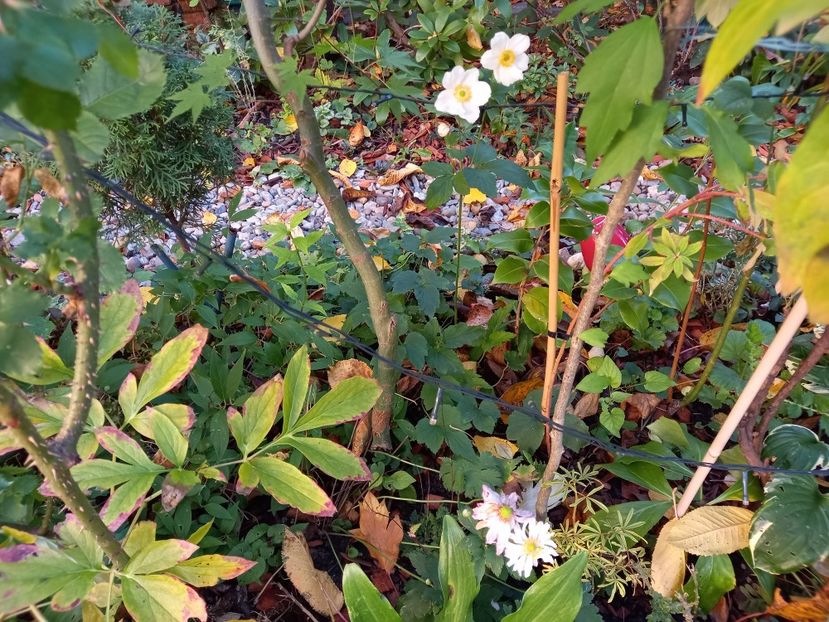  - Grădina 2022 continuare 4