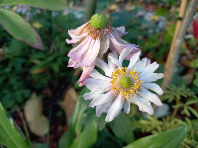  - Grădina 2022 continuare 4