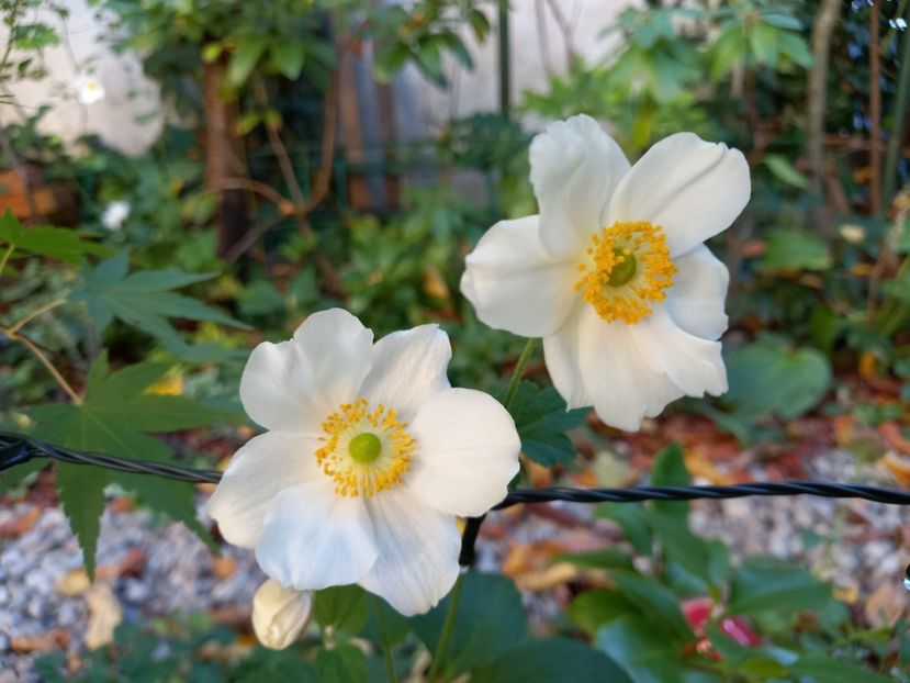  - Grădina 2022 continuare 4