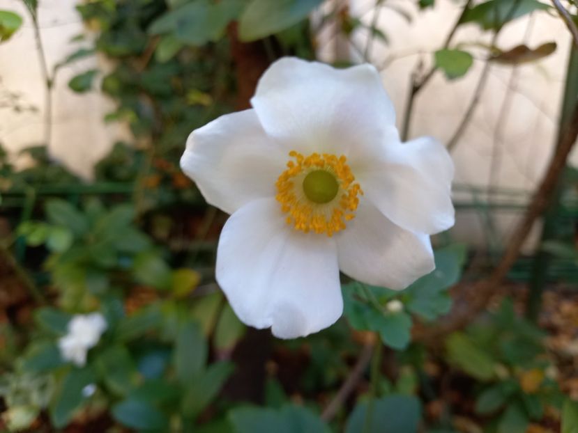  - Grădina 2022 continuare 4