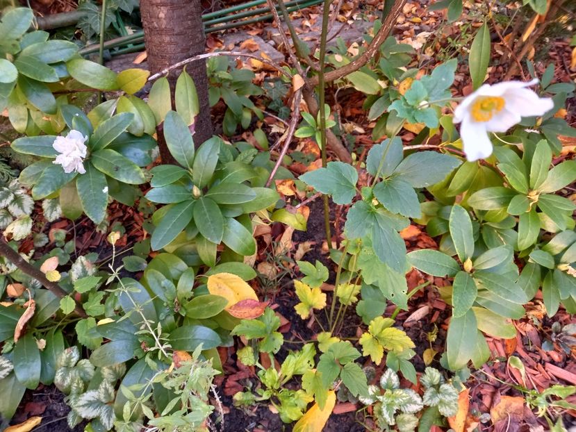  - Grădina 2022 continuare 4