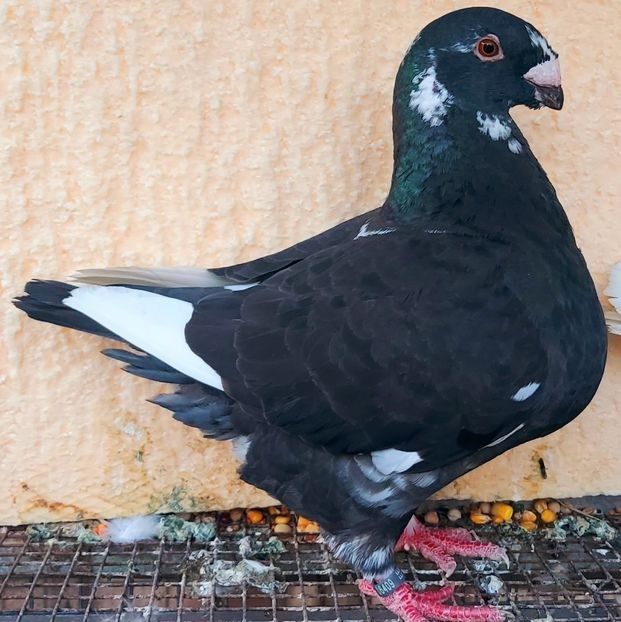  - 3---AGH DAȚI 2019 - 2025