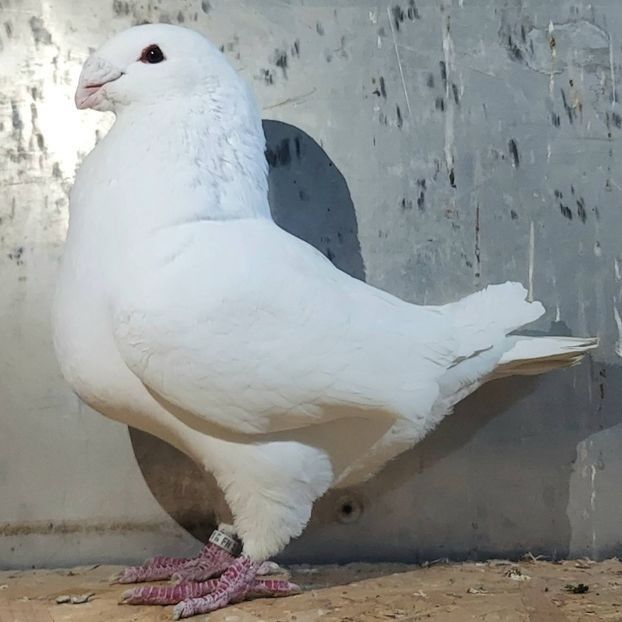  - 3---AGH DAȚI 2019 - 2025