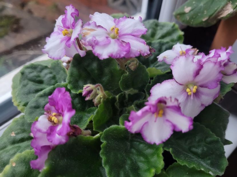 Violeta cu floarea in 2 culori  - Florile mele din Anglia