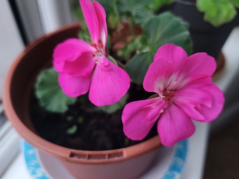 Muscata cu floare simpla roz  - Florile mele din Anglia