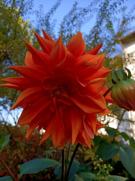 Img.2022.10.17 - Grădina mea