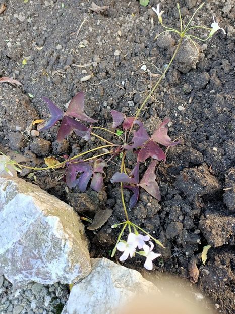 Img.2022.10.17 - Grădina mea