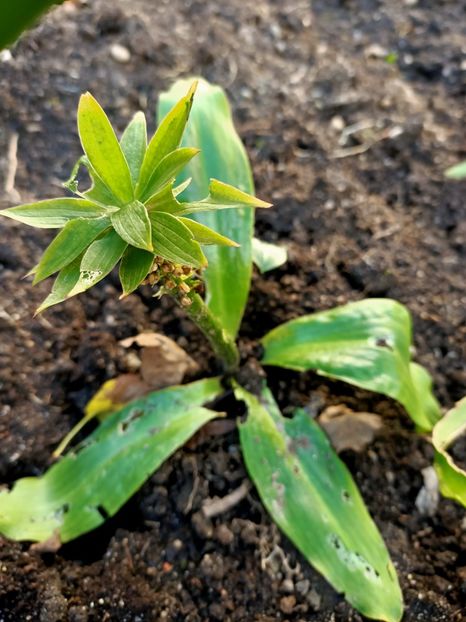 Img.2022.10.17 - Grădina mea