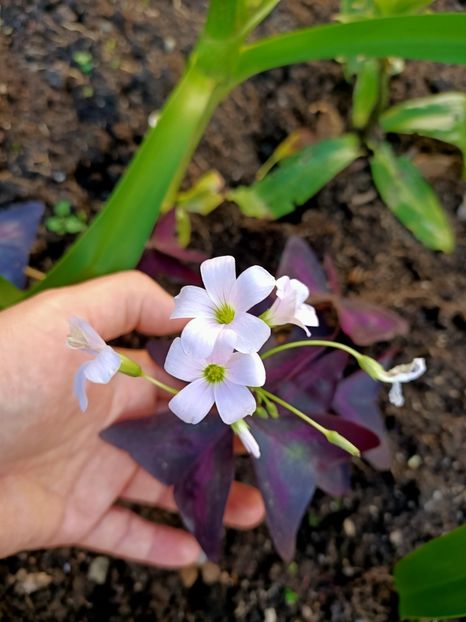 Img.2022.10.17 - Grădina mea