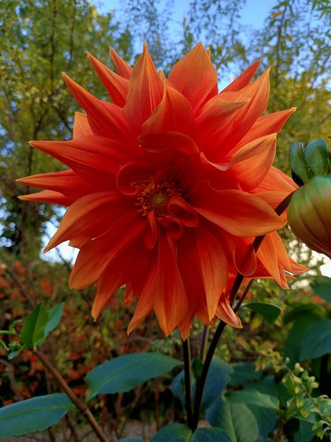 Img.2022.10.17 - Grădina mea