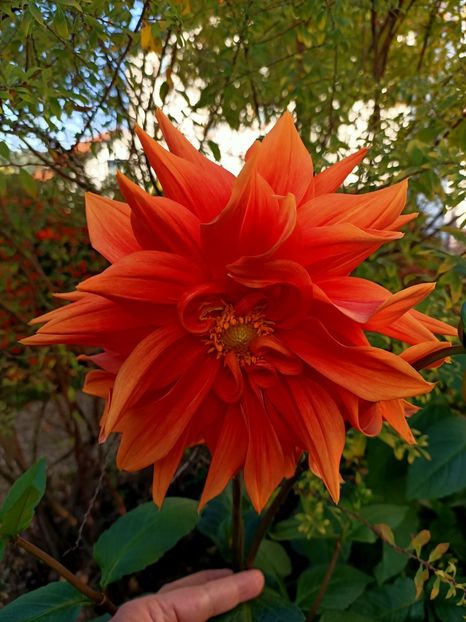 Img.2022.10.17 - Grădina mea