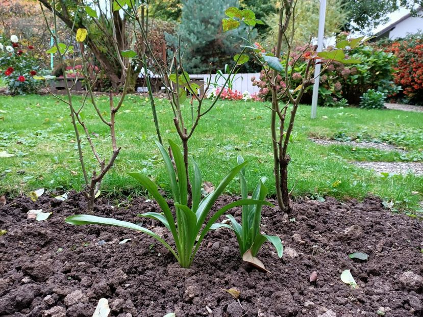 Img.2022.10.20 - Grădina mea