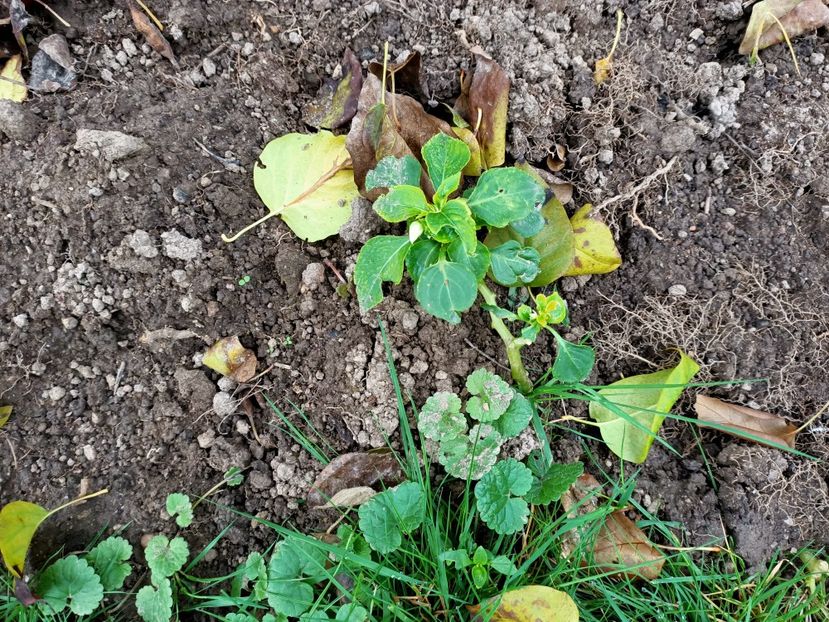 Img.2022.10.20 - Grădina mea