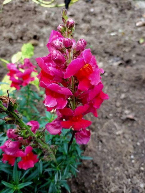 Img.2022.10.20 - Grădina mea