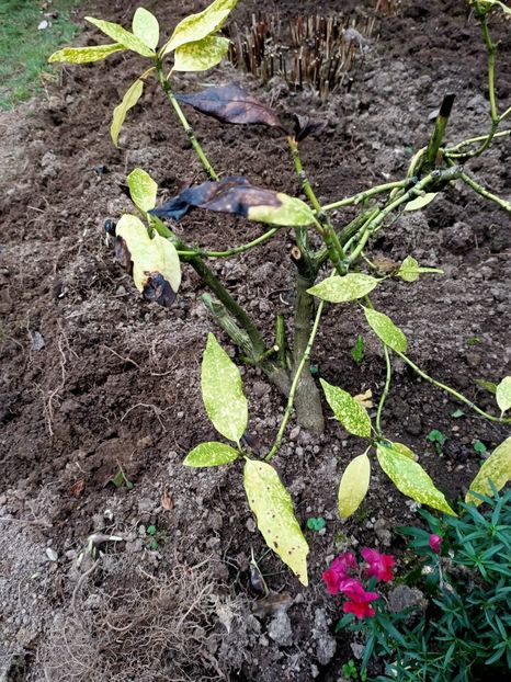 Img.2022.10.20 - Grădina mea