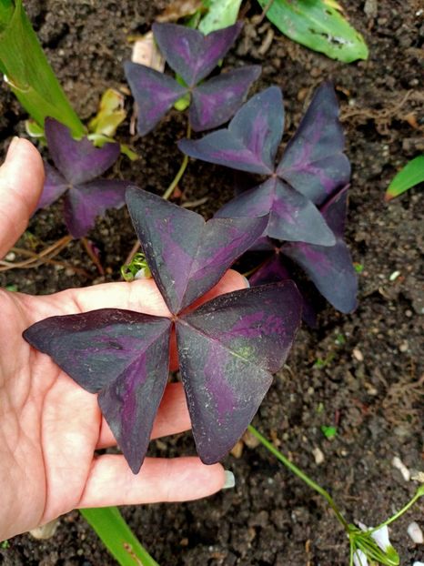 Img.2022.10.20 - Grădina mea