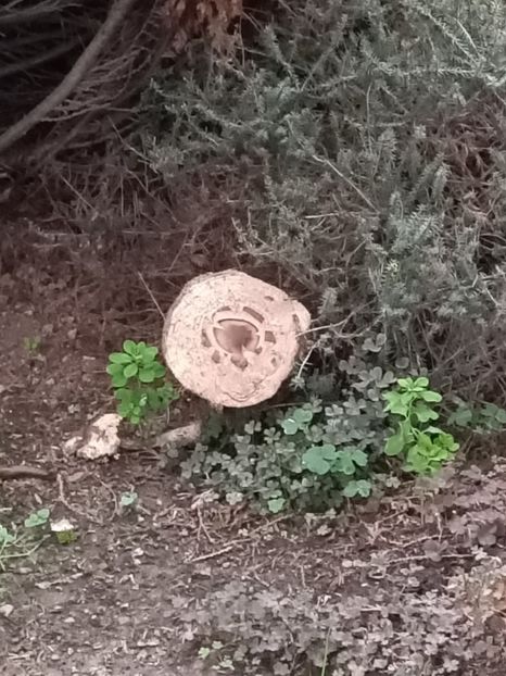 Img.2022.10.20 - Grădina mea