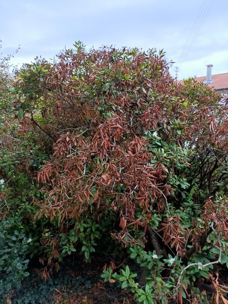 Img.2022.10.20 - Grădina mea