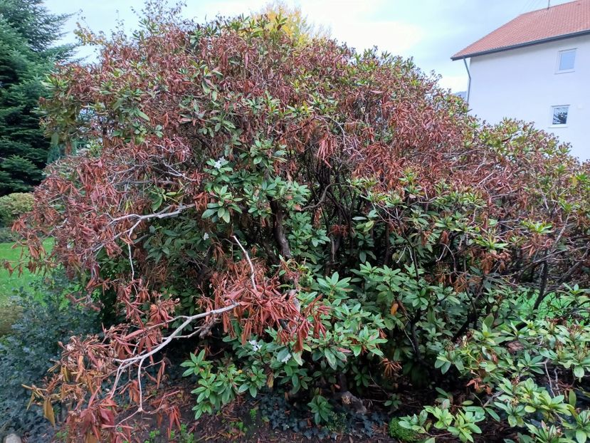 Img.2022.10.20 - Grădina mea