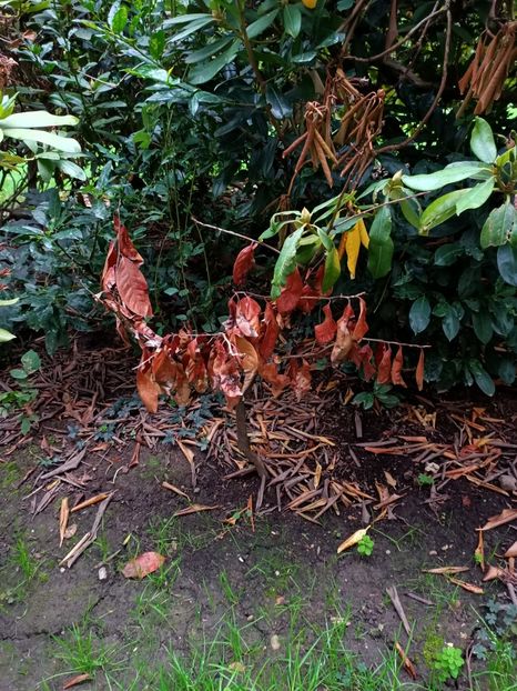 Img.2022.10.20- sub balcon :( - Grădina mea